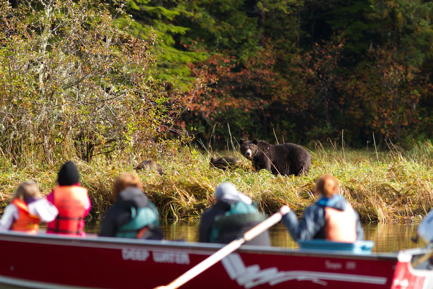 Grizzly-Bear-Viewing