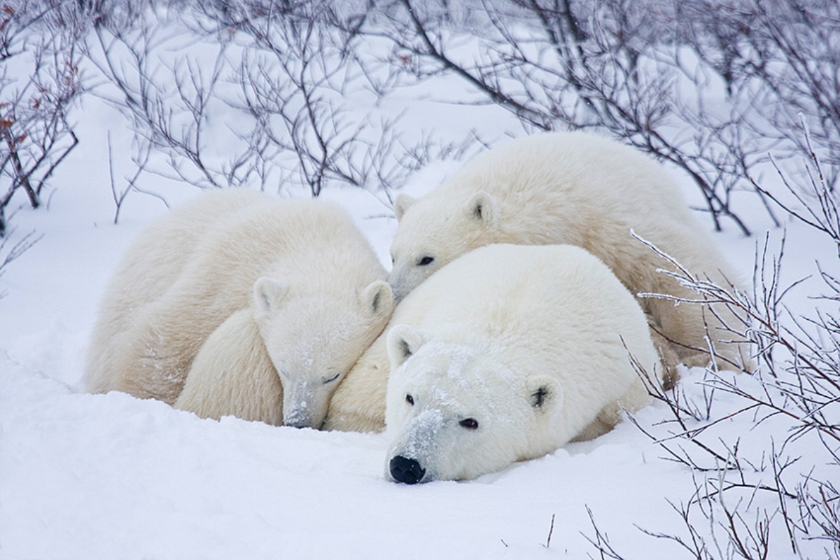 Polar Bear and Cubs Napping Richard Day