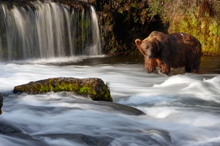 Bear in Katmai National Park