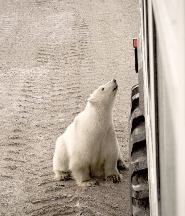 Churchill_LazyBearTrip_Oct2021_Credit Travel Manitoba-49