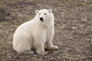 polar-bear