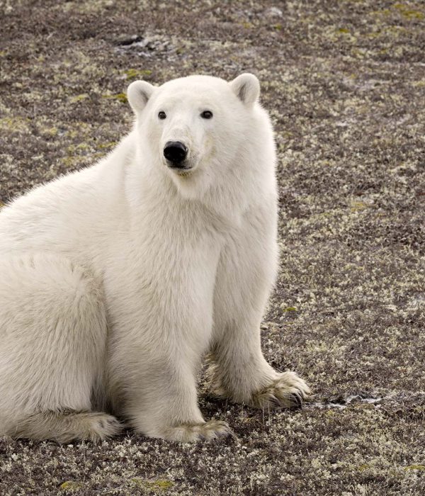 polar-bear