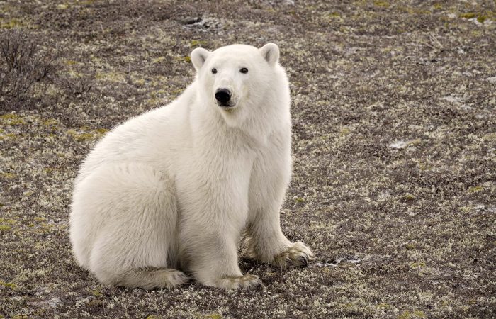 polar-bear