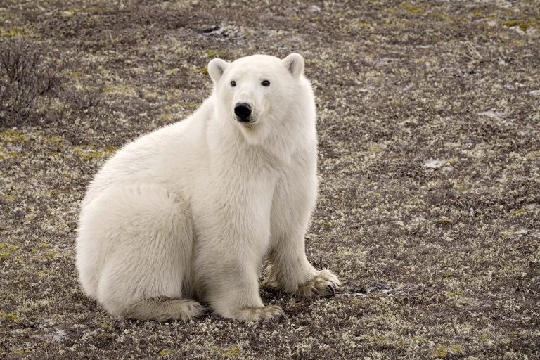 polar-bear