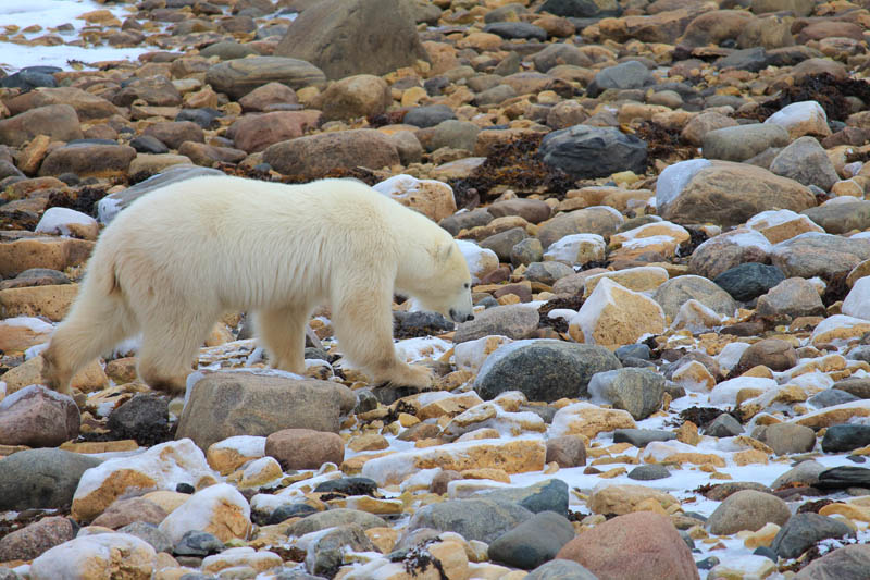 Fall Churchill Bear_3938b_Credit Travel Manitoba polar-bear-churchill