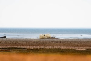 polar-bear-and-cub