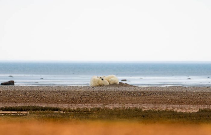 polar-bear-and-cub