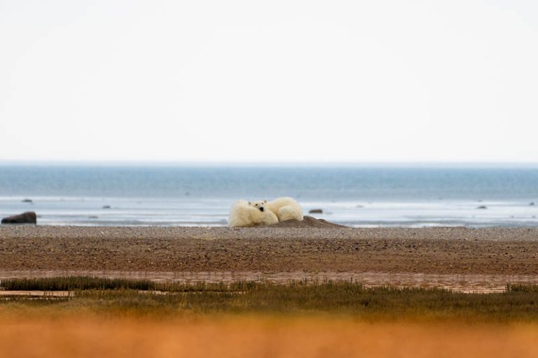 polar-bear-and-cub