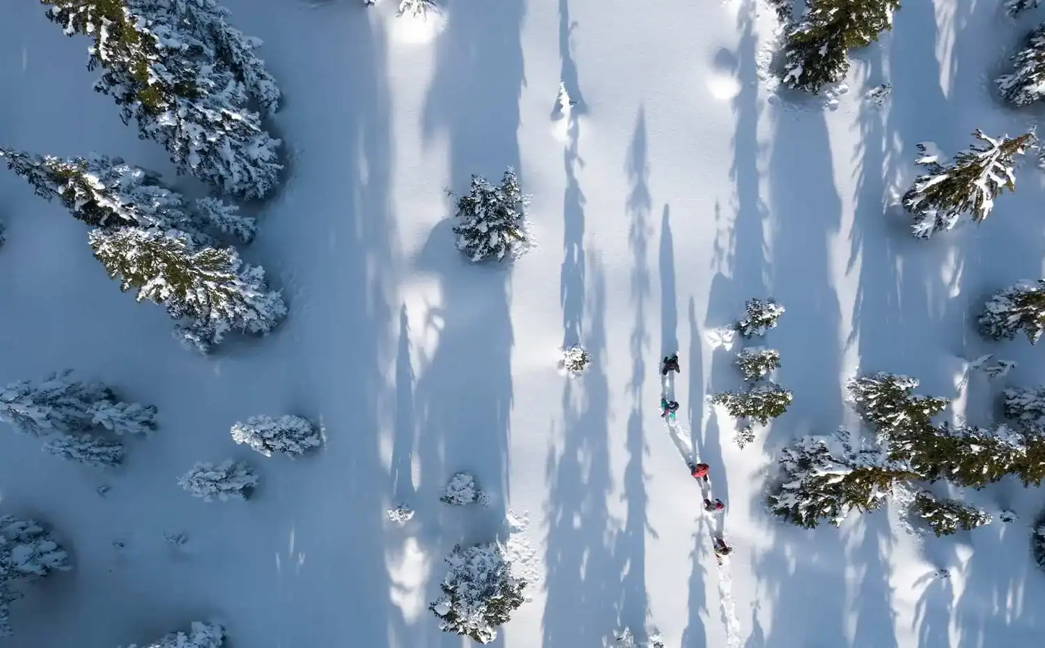whistler-snowshoe-adventure