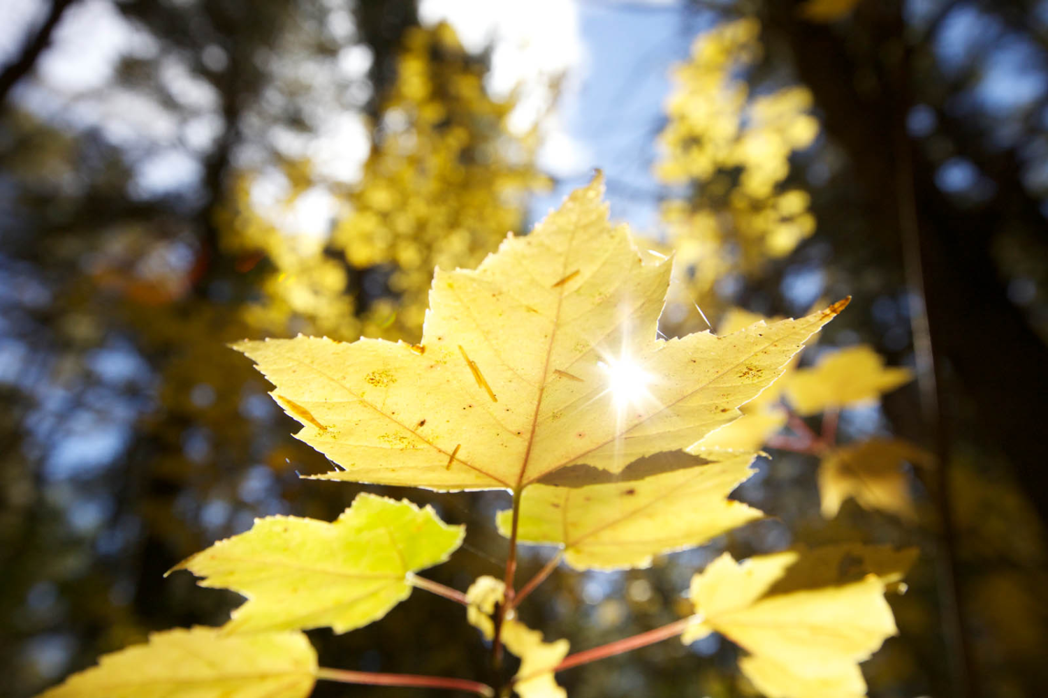 Algonquin-Provincial-Park