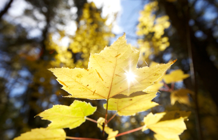 Algonquin-Provincial-Park