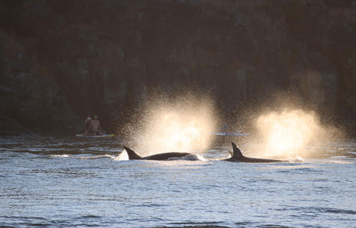 Prince of Whales whale watching tours