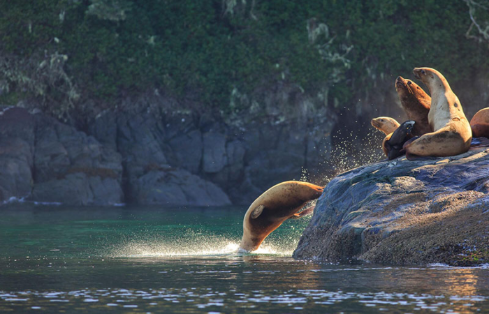 Sea-lion-whale-watch