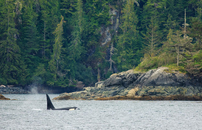 whale-watching